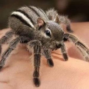 Meet your Posher, Ann